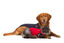 Medical Pet Shirt - Gilet De Protection Plaies pour Chiens - S+ Indicateur image numéro 2