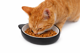 Leeby - Gamelle Forme T&ecirc;te de Chat en C&eacute;ramique pour Chats - 120 ml