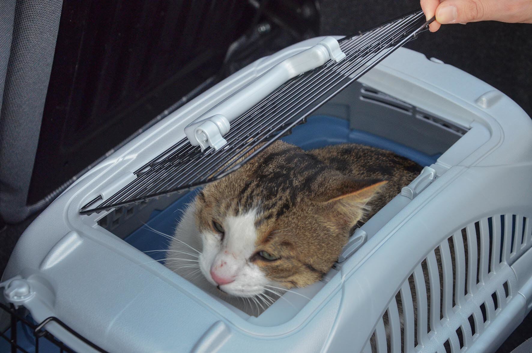 Ferplast - Panier Transport Atlas Deluxe 10 Open Image num&eacute;ro 10