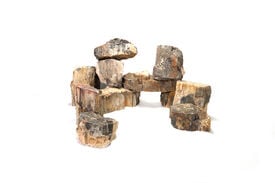 Reptiles Planet - D&eacute;coration Pierre Wood Fossil pour Aquarium et Terrarium