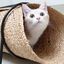 D&D - Tunnel de Jeu Reina Beige pour Chat - 80x36x25cm Indicateur image numéro 5