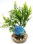 Labeo - Plante de Décoration Poisson d'eau Douce pour Aquarium Indicateur image numéro 3