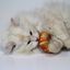 Croci - Jeu BAKERY Croissant Catnip pour Chat - 9cm Indicateur image numéro 3