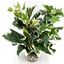 Labeo - Décoration Plante Verte Artificielle pour Aquarium Indicateur image numéro 1