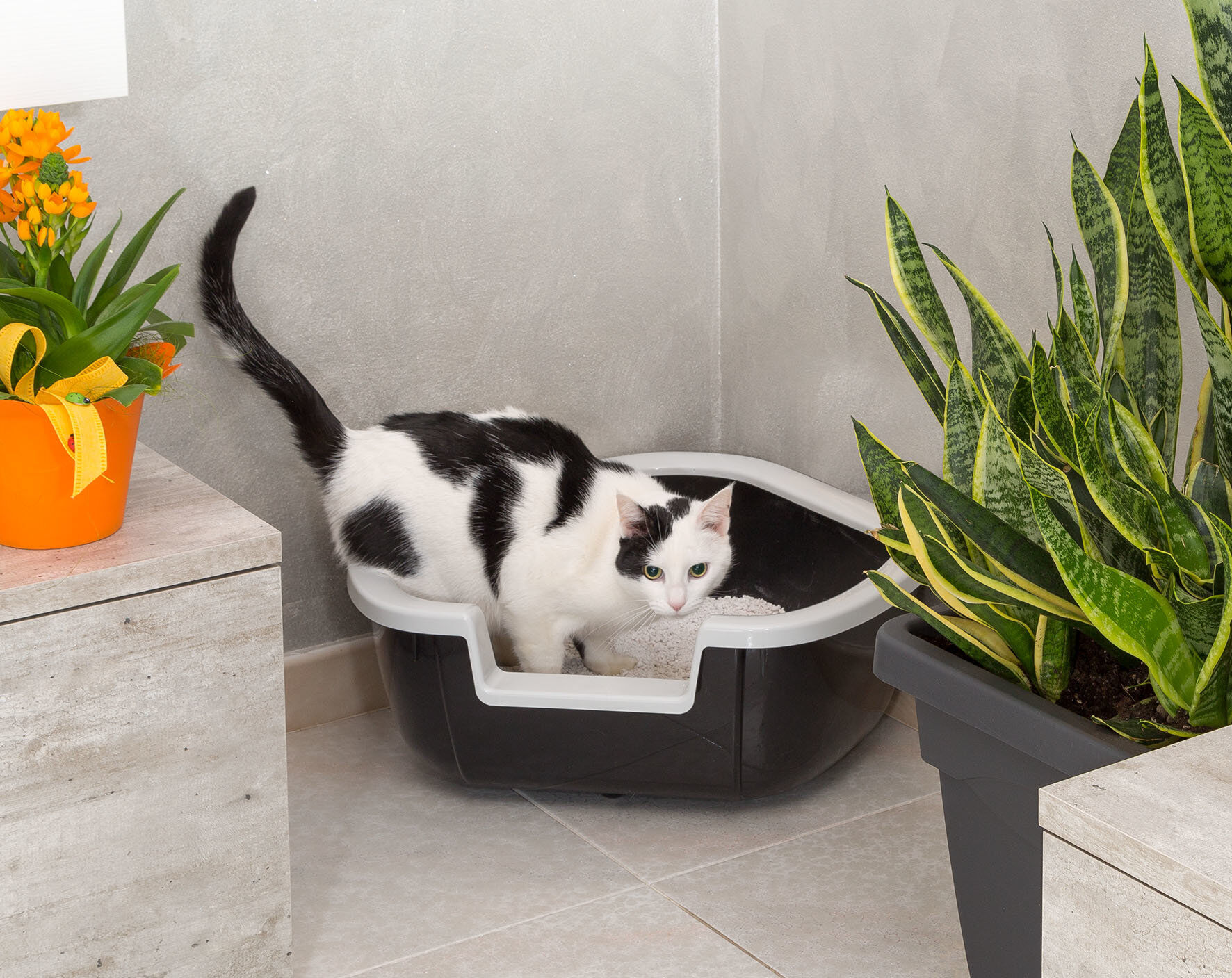 Ferplast - Bac &agrave; Liti&egrave;re Dama pour Chats - Noir Image num&eacute;ro 3