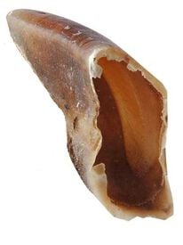 Wouapy - Friandises Sabot de Veau pour Chien - 10cm