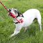 KONG - Jouet Dental w/Rope pour Chiens - M Indicateur image numéro 4