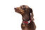 Gotoo - Collier en Paisley Rouge pour chien - XS Indicateur image numéro 8