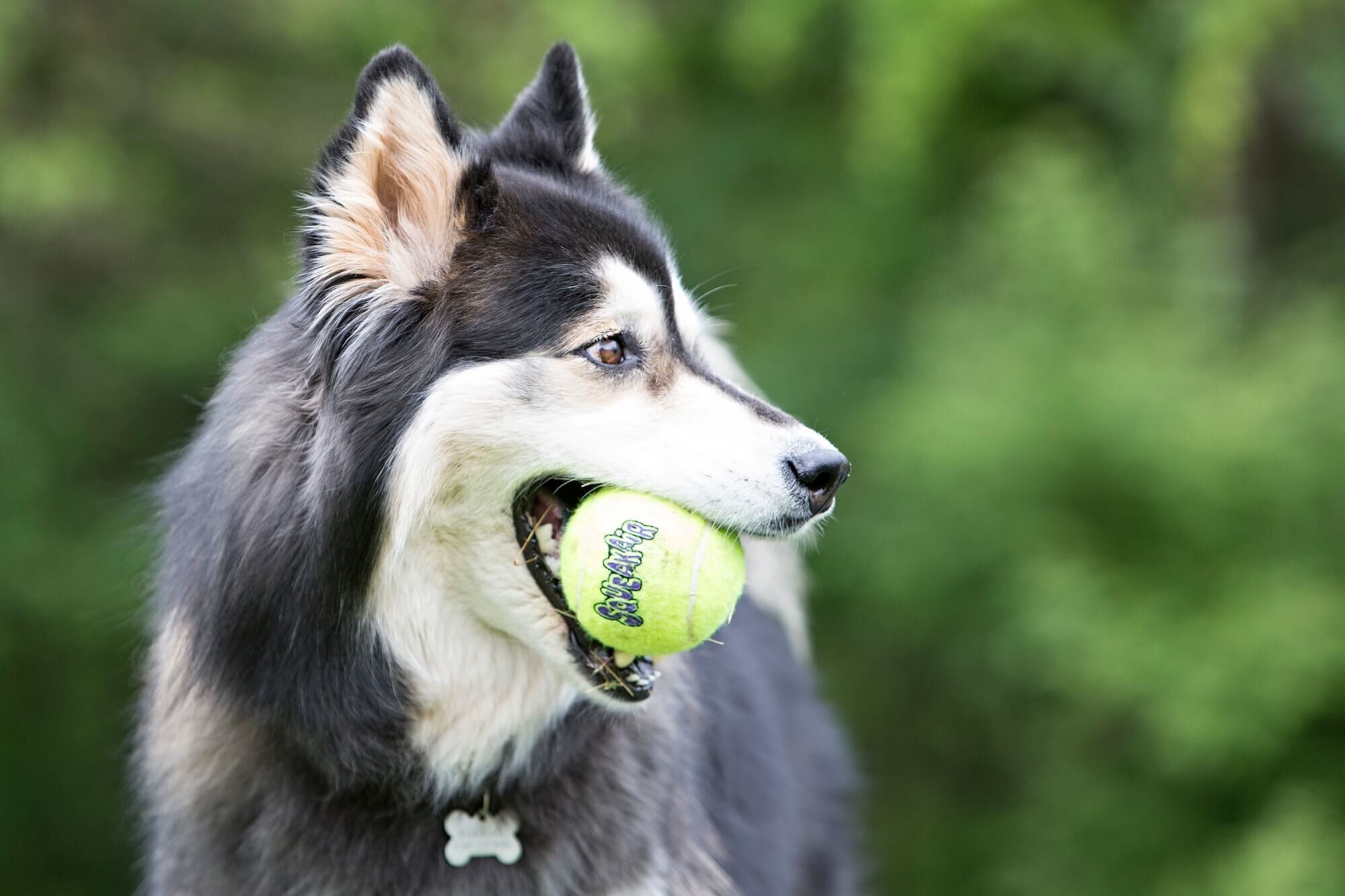 Kong - Jouets Balles De Tennis Squeakair Ball pour Chien - X3 Image num&eacute;ro 4