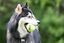 Kong - Jouets Balles De Tennis Squeakair Ball pour Chien - X3 Indicateur image num&eacute;ro 4
