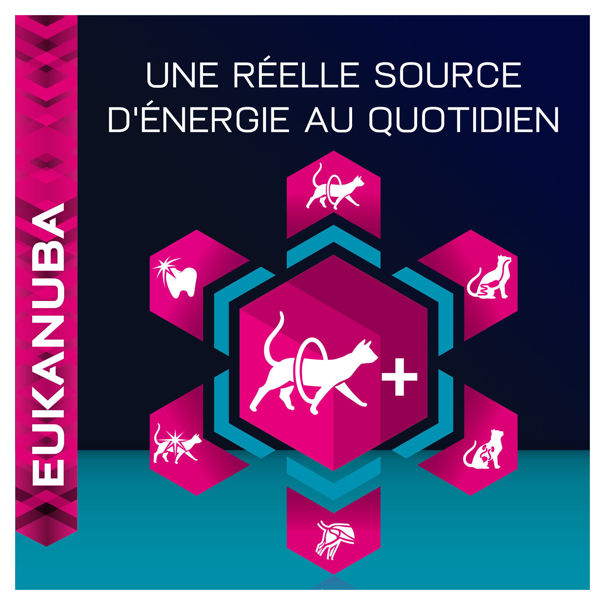 Eukanuba - Croquettes Top Condition 7+ pour Chat S&eacute;nior Image num&eacute;ro 23