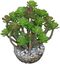 Labeo - Succulente moyen modèle Plante Artificielle Aquarium et Terrarium Indicateur image numéro 2