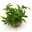 Labeo - Décoration Plante Artificielle Papyrus  pour Aquarium Indicateur image numéro 2