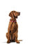 Hunter - Collier Swiss en Cuir de Bœuf Rouge et Noir - 55/M Indicateur image numéro 2