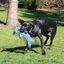 KONG - Jouet Cochon Low Stuff Speckles pour Chien - L Indicateur image numéro 3