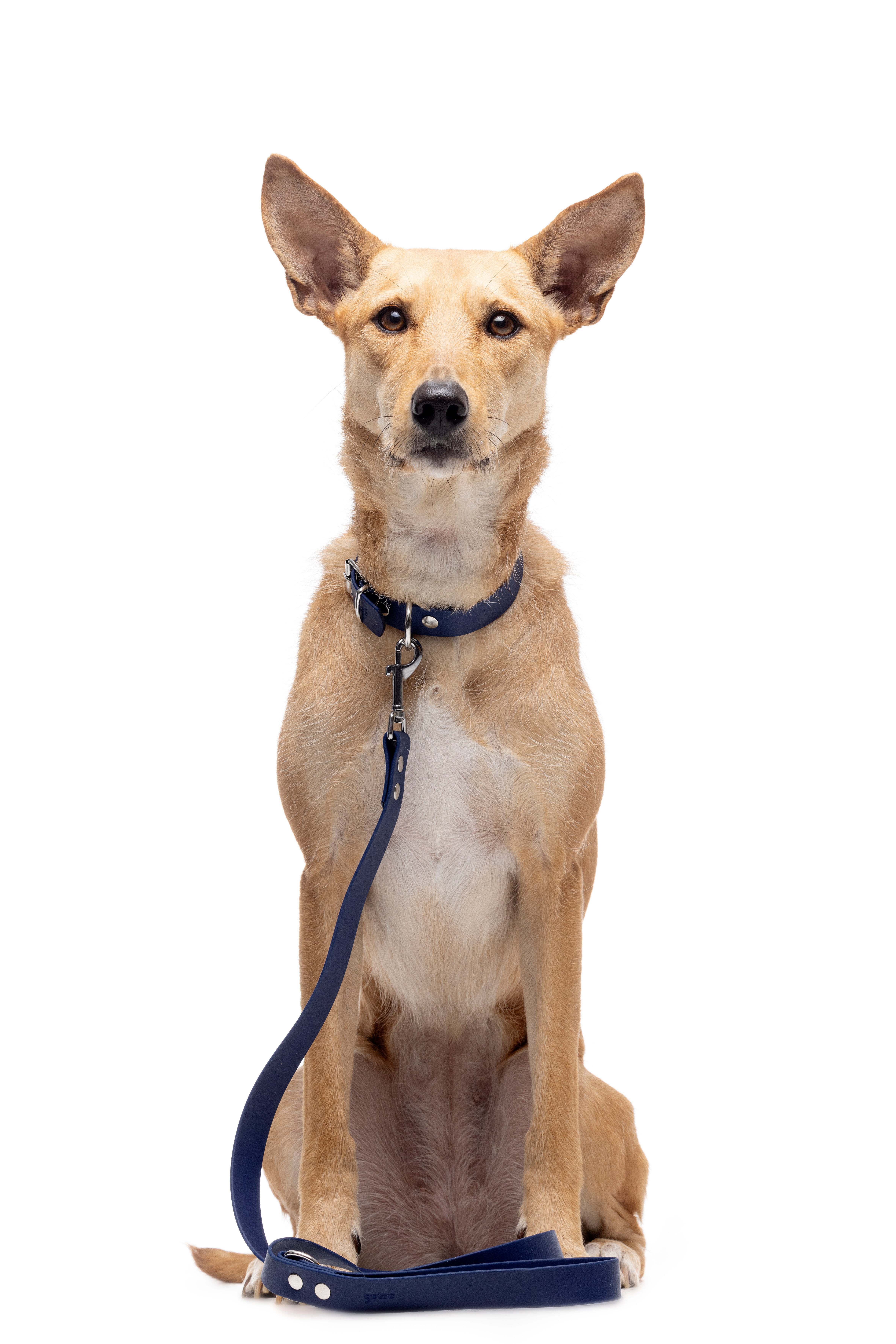 Gotoo - Collier Premium Biotane Bleu pour Chien - S Image num&eacute;ro 6