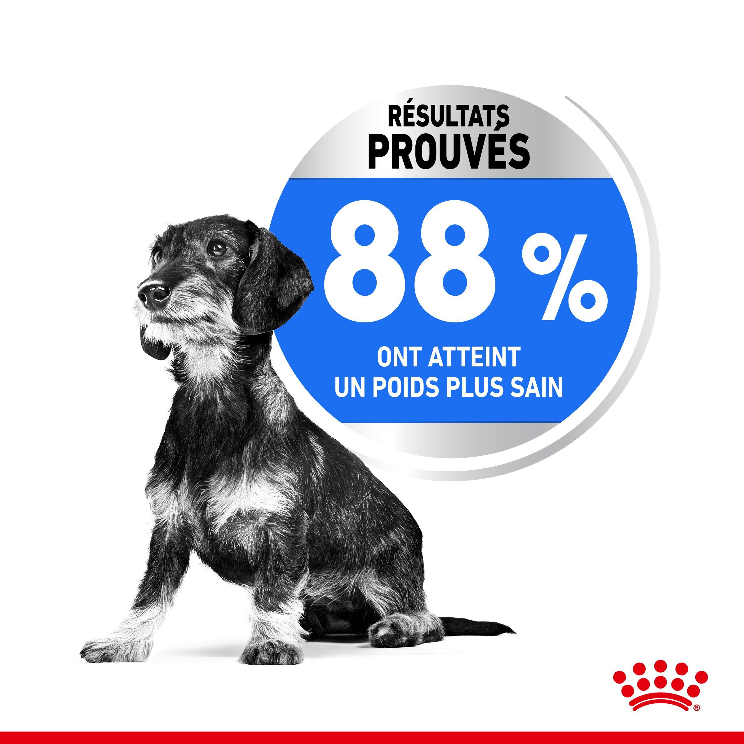 Royal Canin - Croquettes Mini Light Weight Care pour Chien - 8Kg Image num&eacute;ro 4