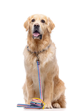 Gotoo - Collier ZigZag pour chien