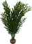 Labeo - Arbre assorti grand modèle - Plante Artificielle Aquarium Indicateur image numéro 2