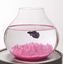 Aquarium Verre Casta diamètre 18cm Indicateur image numéro 1