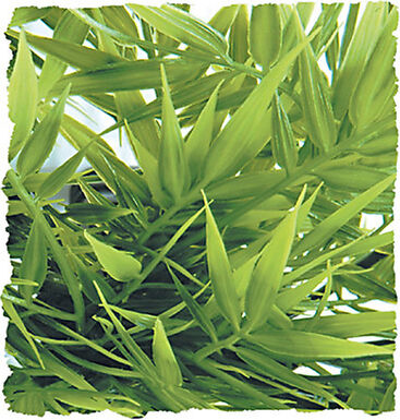 Zoomed - Plante Madagascar pour Terrarium