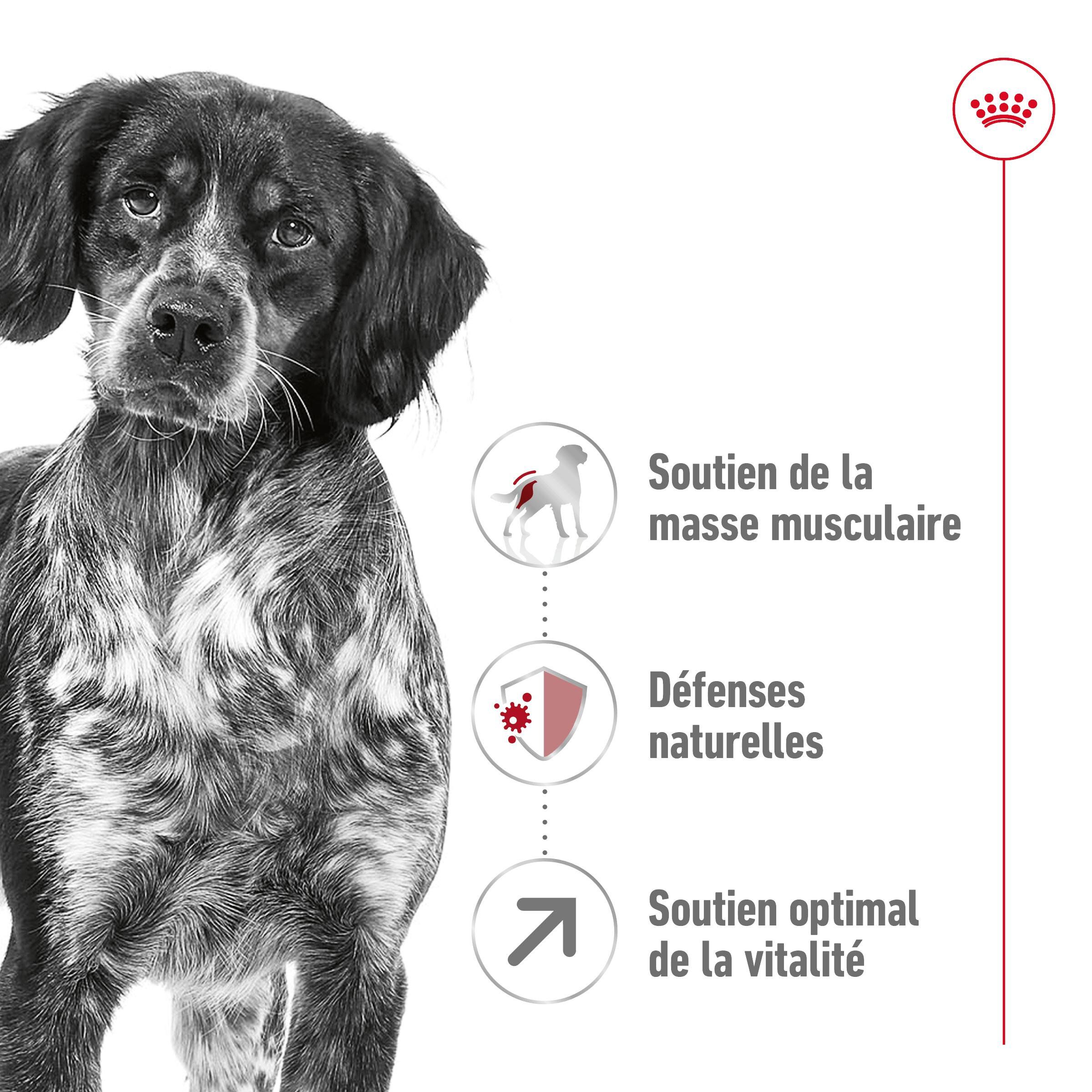 Royal Canin - Croquettes Medium Adulte 7+ pour Chien - 4Kg Image num&eacute;ro 5