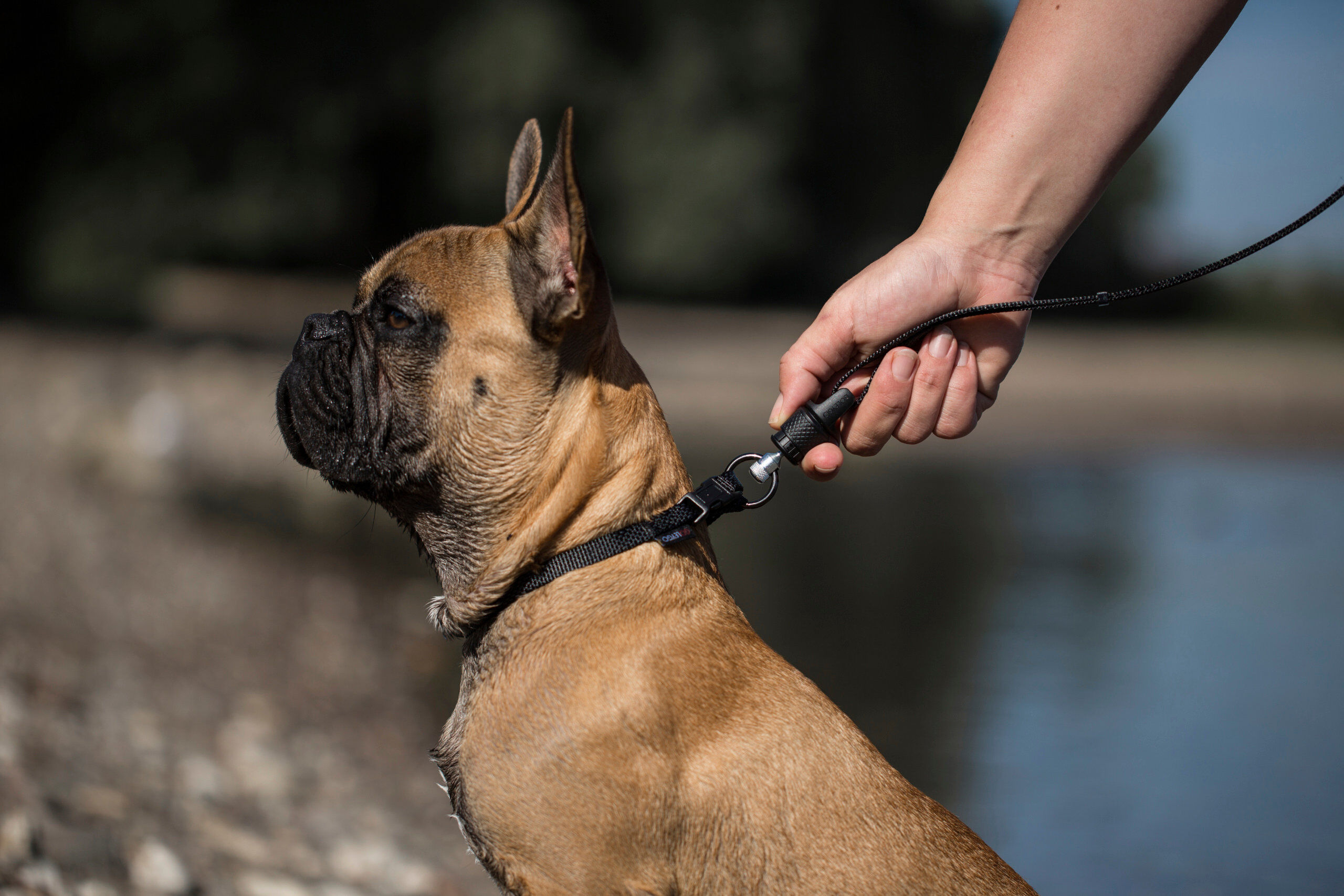 Goleygo - Laisse Plate R&eacute;glable Noir pour Chien - S Image num&eacute;ro 5