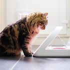 Sure PetCare - Distributeur SureFeed à puce Électronique pour Chat image number null
