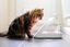 Sure PetCare - Distributeur SureFeed à puce Électronique pour Chat Indicateur image numéro 7