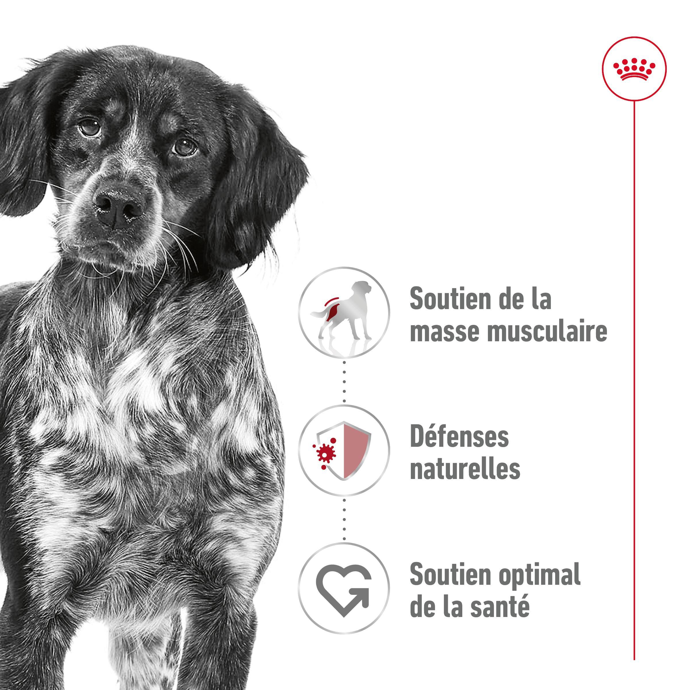 Royal Canin - P&acirc;t&eacute;e en Mousse Medium Adult M - 410g Image num&eacute;ro 3