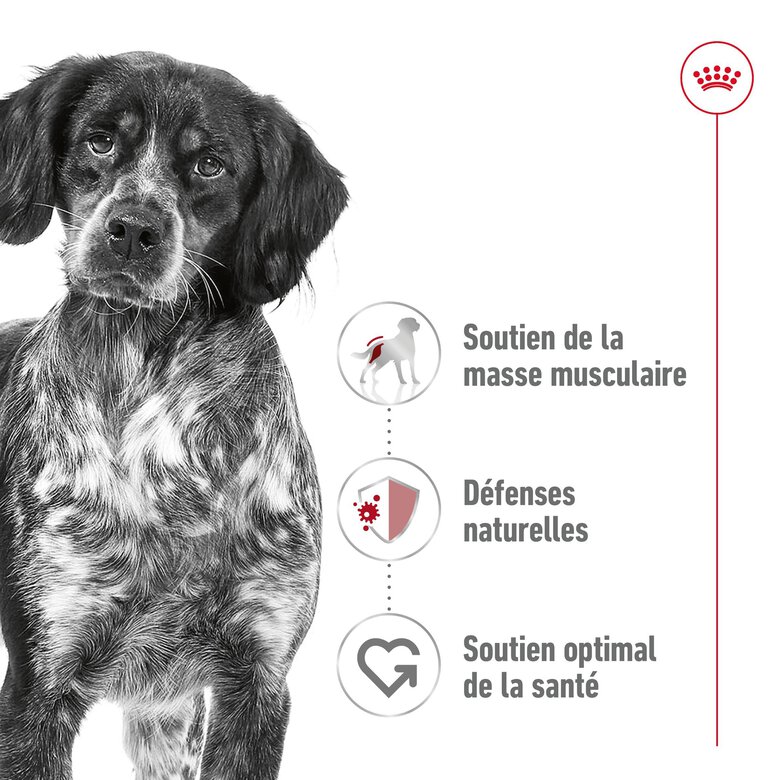 Royal Canin - Pâtée en Mousse Medium Adult M - 410g Image numéro 3 Royal Canin - Pâtée en Mousse Medium Adult M - 410g Image numéro 3