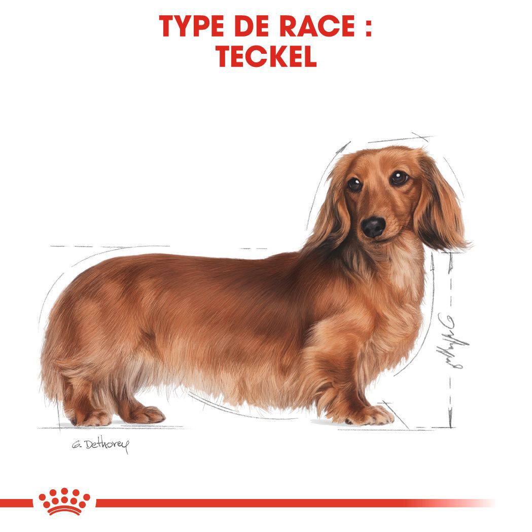 Royal Canin - Croquettes Teckel pour Chien Adulte - 1,5Kg Image num&eacute;ro 6