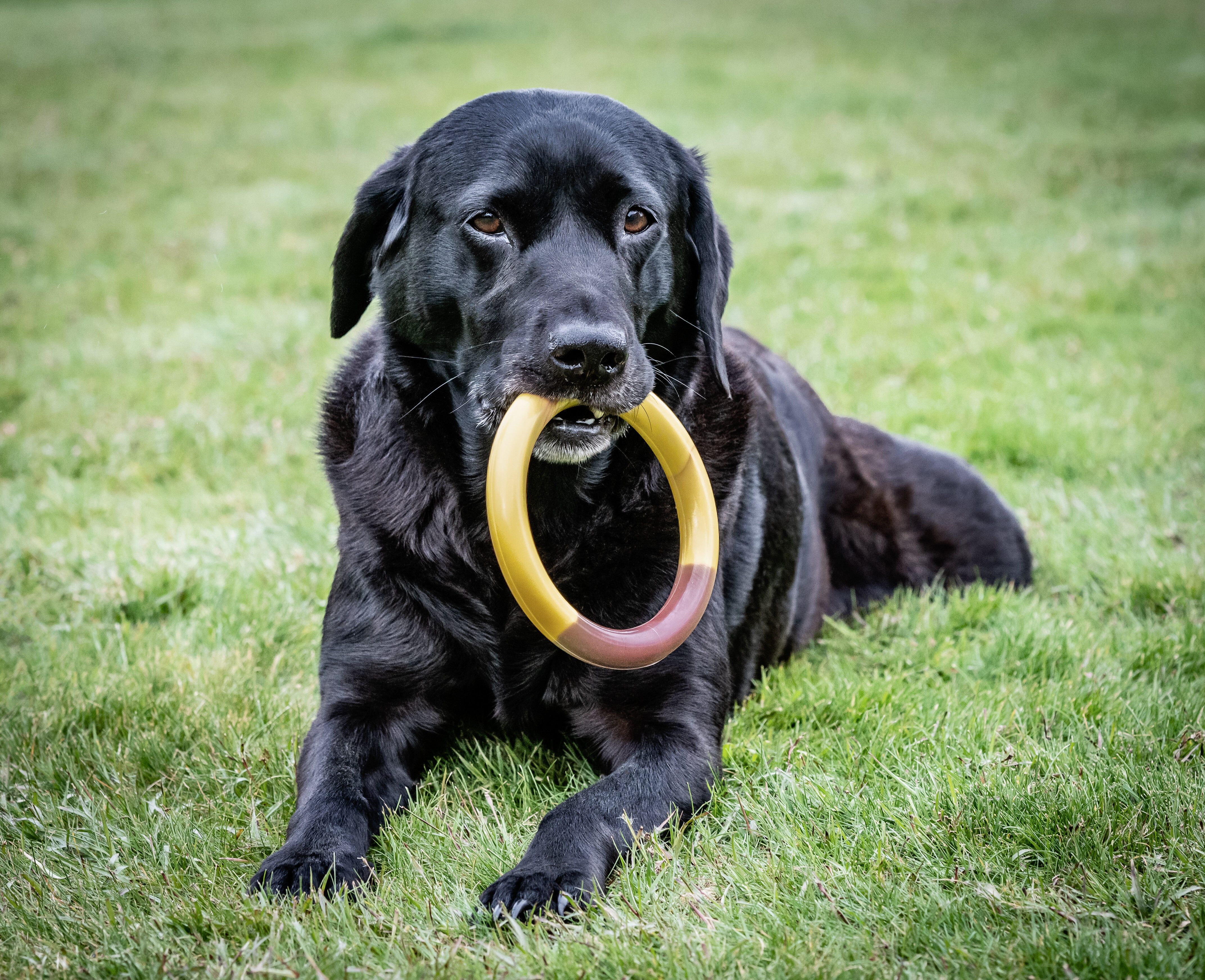 Nylabone - Jouet &agrave; M&acirc;cher Bacon Cheeseburger Extreme Ring Chew - L Image num&eacute;ro 4