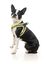 FuzzYard - Harnais Coachella pour Chien - L Indicateur image numéro 6