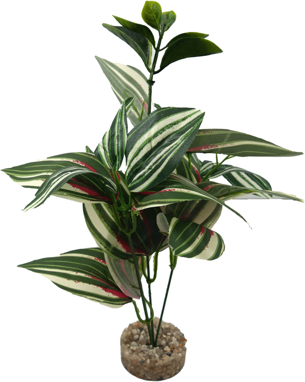 Labeo - Plante Verte Assortie Décorative pour Terrarium Image numéro 2 Labeo - Plante Verte Assortie Décorative pour Terrarium Image numéro 2