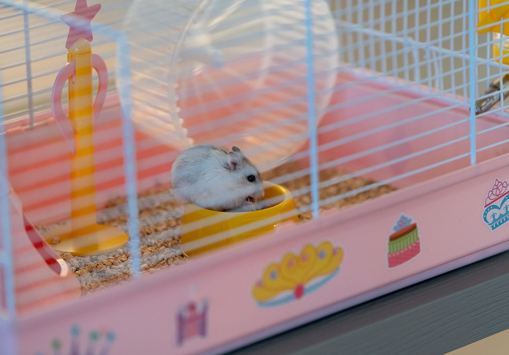 Ferplast - Cage Criceti 9 Princesse pour Hamsters Image num&eacute;ro 8