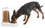 Ferplast - Distributeur Azimut 600 Eau / Nourriture pour Chiens - Blanc Indicateur image numéro 2