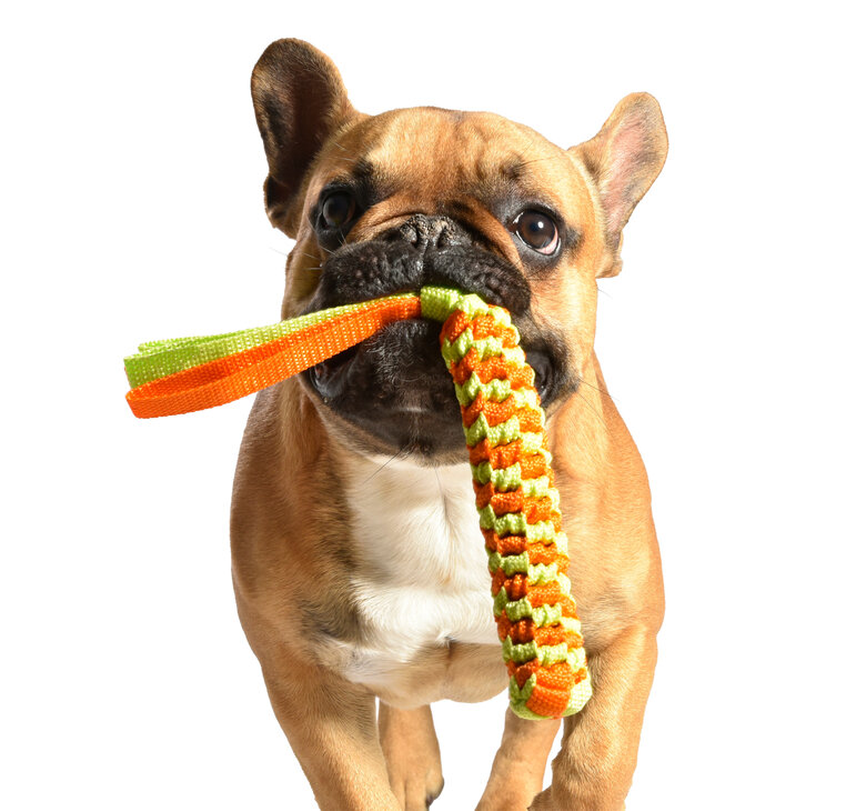 Bobby - Jouet Scouby Orange pour Chiens - S Image numéro 4 Bobby - Jouet Scouby Orange pour Chiens - S Image numéro 4