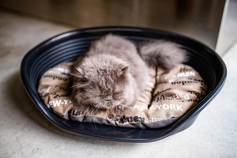 Ferplast - Corbeille Siesta Deluxe 4 Dark Grey pour Chiens Image numéro 10 Ferplast - Corbeille Siesta Deluxe 4 Dark Grey pour Chiens Image numéro 10