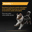 Pro Plan - Aliment compl&eacute;mentaire en Poudre Mobility+ pour Chiens - 60g Indicateur image num&eacute;ro 5