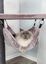 Trixie - Arbre à chat XXL Ramon Cappuccino pour Chat - 133cm Indicateur image numéro 12