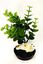 Labeo - Plante de Décoration avec Phoque pour Aquarium Indicateur image numéro 2