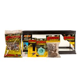 Zoomed - Kit Creature pour Araign&eacute;es, Insectes