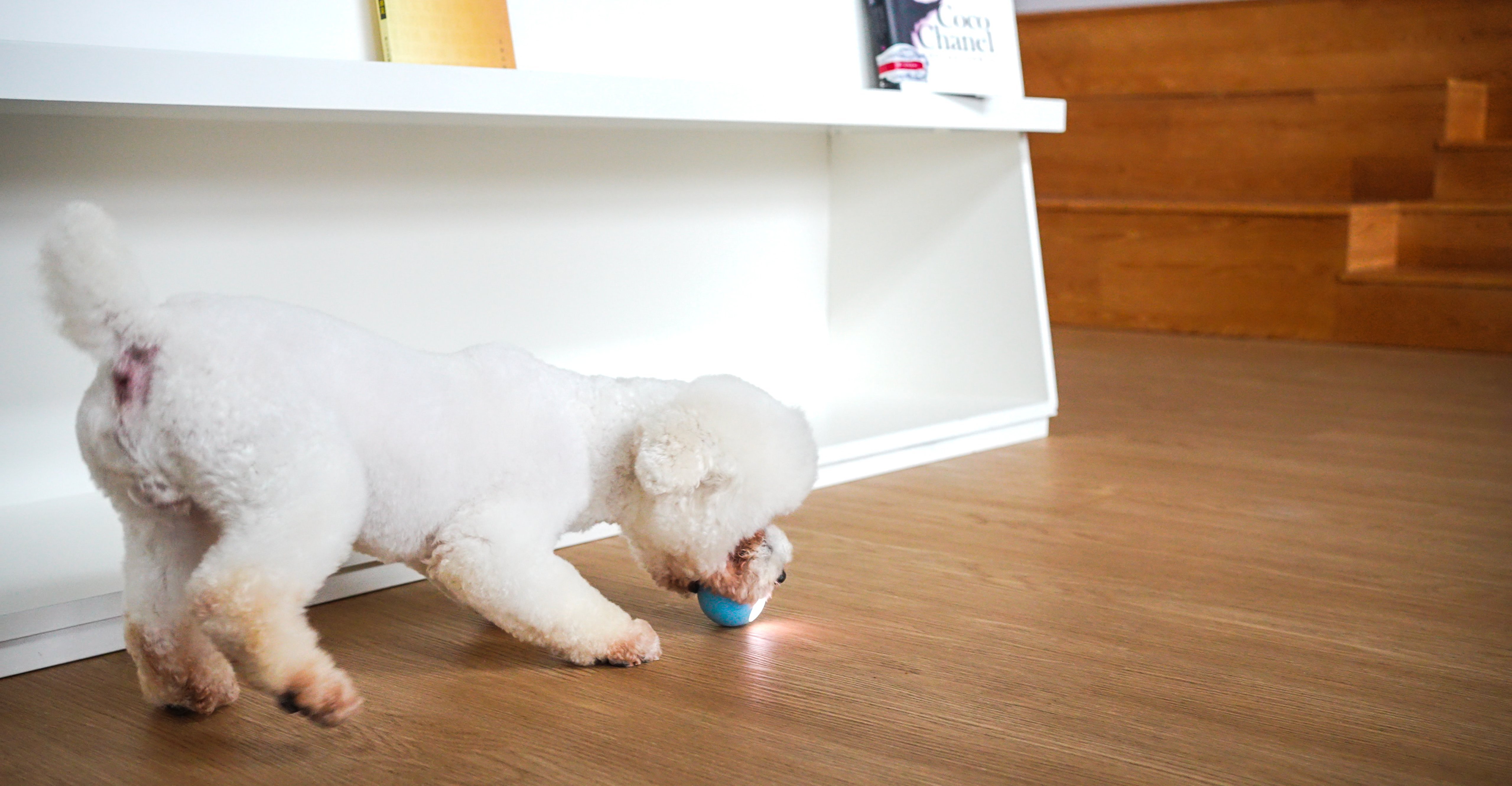 Cheerble - Balle Pelote Interactive Cheerble SE pour Chats Image num&eacute;ro 2