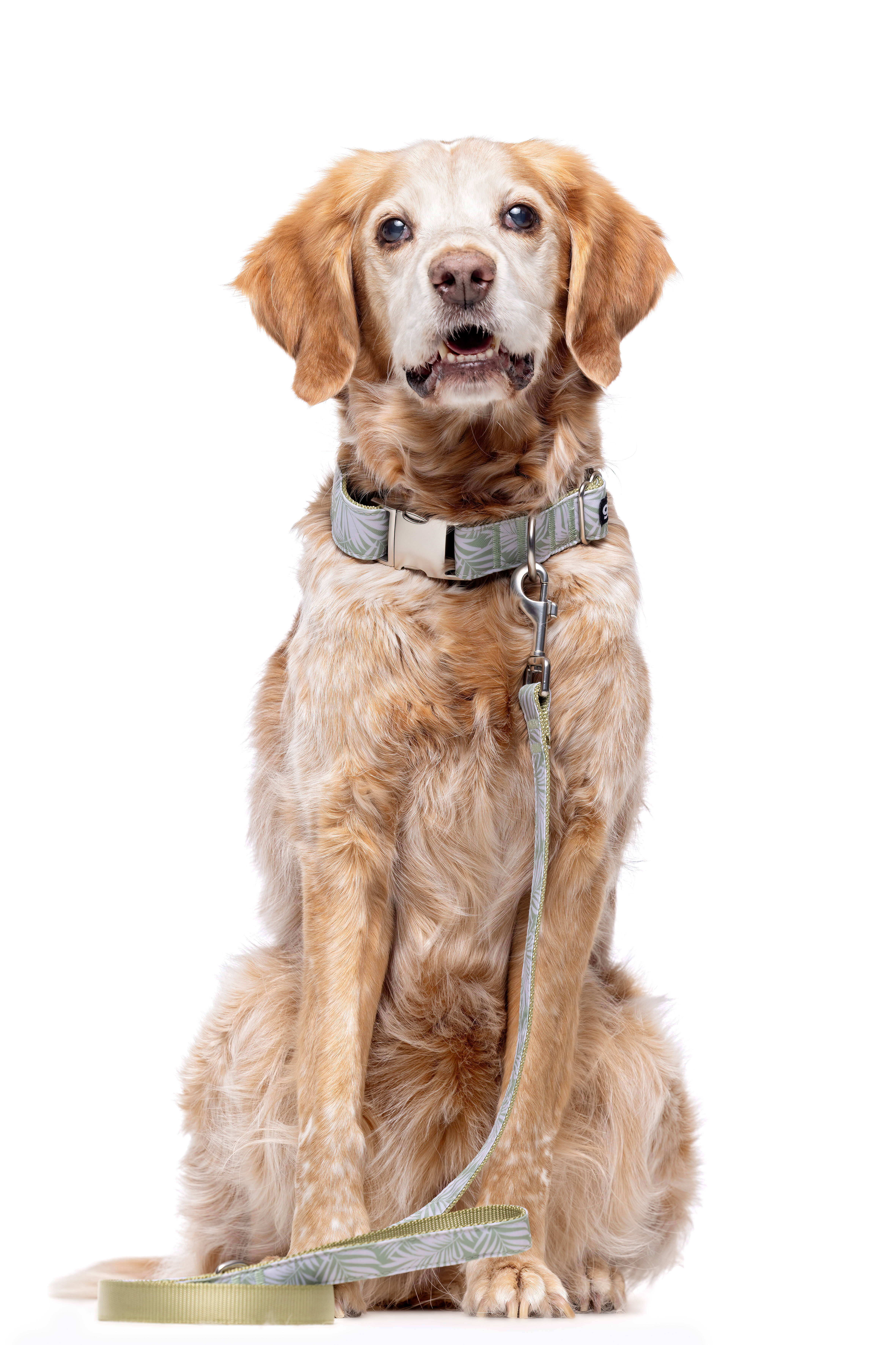 Gotoo - Collier Feuilles Vert pour Chien - XS Image num&eacute;ro 4