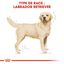 Royal Canin - Croquettes Labrador pour Chiens Adultes de plus de 15 Mois - 12Kg Indicateur image numéro 3