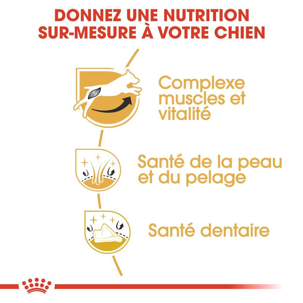 Royal Canin - Croquettes Jack Russel Terrier pour Chien Adulte - 3Kg Image num&eacute;ro 7