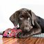 Kong - Jouet Wubba Finz pour Chien - S Indicateur image numéro 3