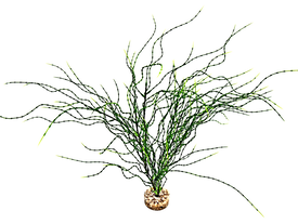 Labeo - Plante Décorative Psilotum MM pour Aquarium