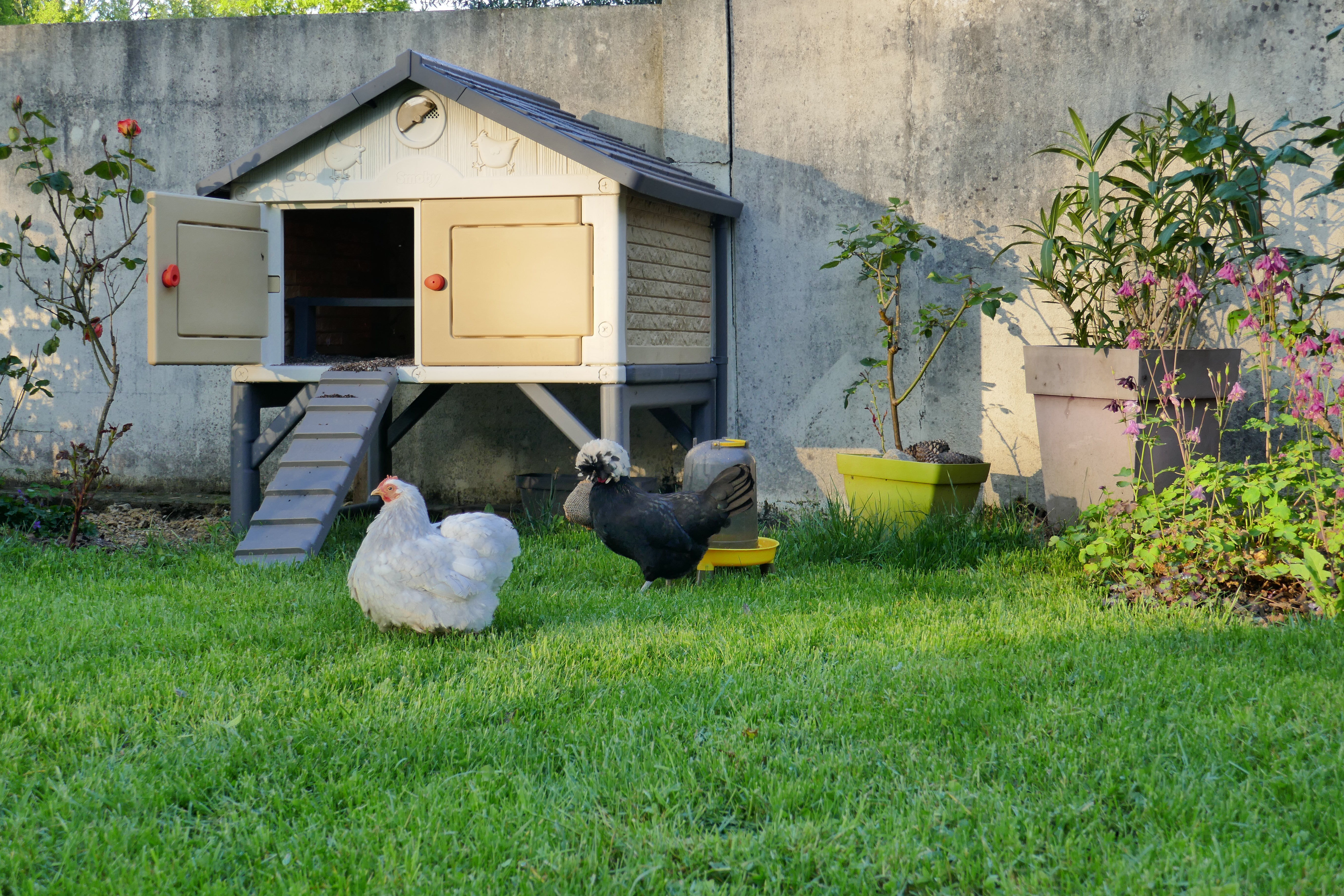 Smoby - Poulailler Smoby pour Poules - 159x121x128cm Image num&eacute;ro 7